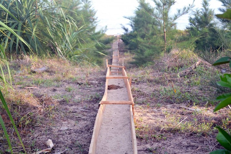 Into the wild: Channels are created to connect the relocation site with the edge of the beach as a natural pathway for the young turtles.