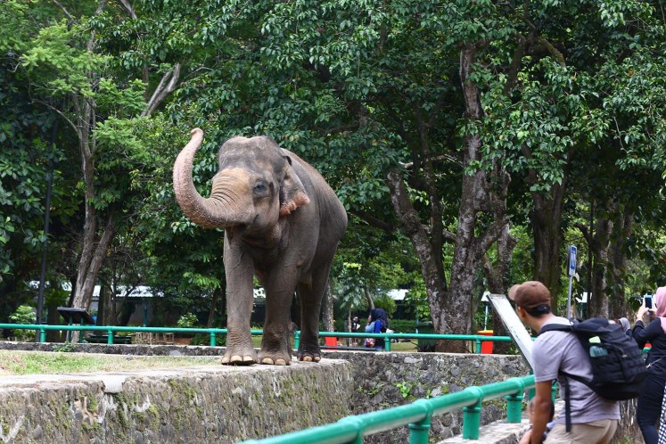 Ragunan zoo is home to several elephants.