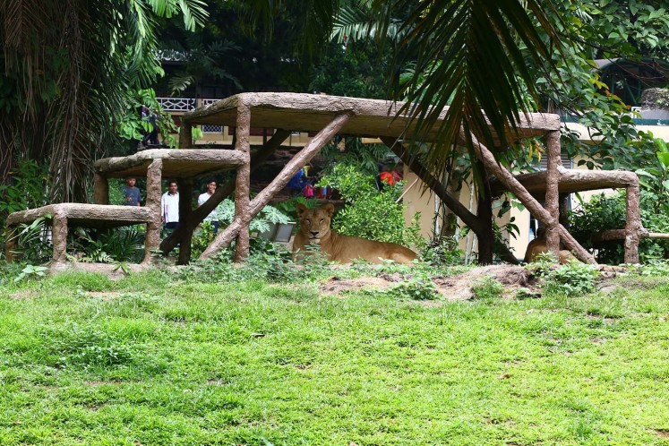 Ragunan Zoo is also home to several African lions.