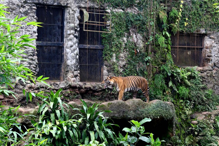 A Sumatran tiger at Ragunan Zoo. 