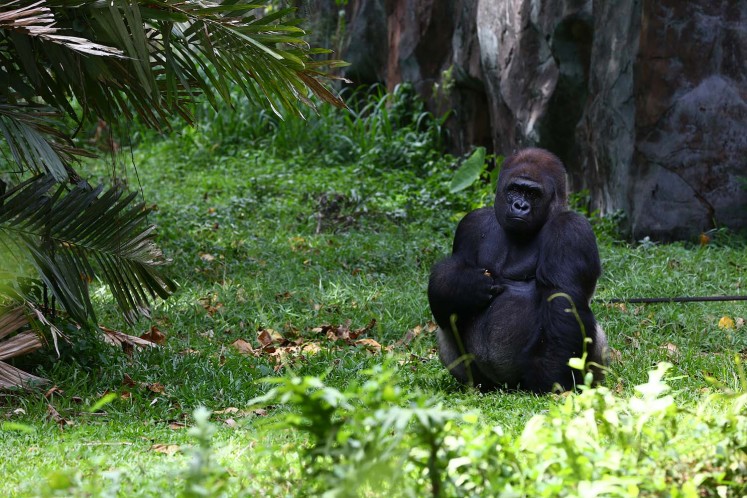 The Schmutzer Primate Center is home to several gorillas. 