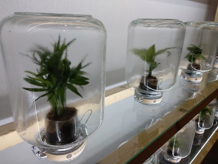 Pikaplant products, automatic plant watering products that seeks to make plant-keeping an easy-peasy, are seen on display at the brand's booth at Maison&Objet on Jan. 20.