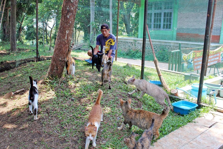Dig in: Shelter worker Suhartono feeds the stray cats.