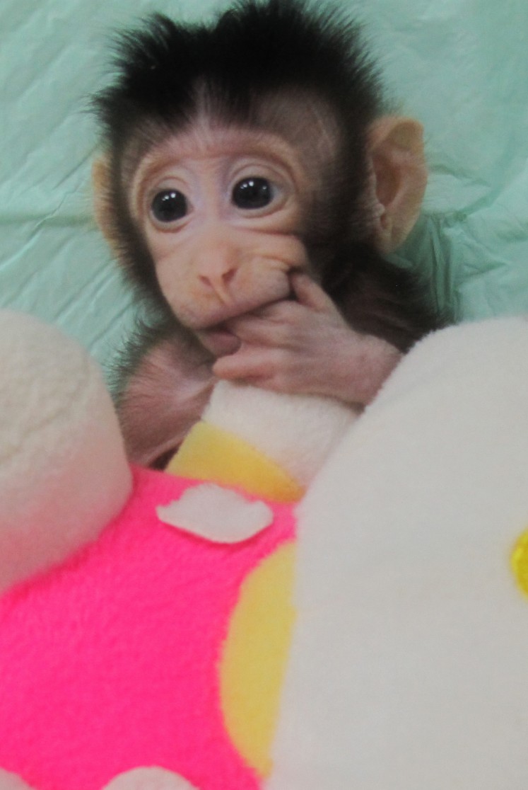 This handout picture from the Chinese Academy of Sciences Institute of Neuroscience, taken on January 10 and released on January 24, 2018 shows monkey clone 'Hua Hua', born on December 5, 2017, at a research institution in Suzhou in China's Jiangsu province. Scientists in China have created the first monkeys cloned by the same process that produced Dolly the sheep more than 20 years ago, a breakthrough that could boost medical research into human diseases. The two long-tailed macaques (Macaca fascicularis) named Hua Hua and Zhong Zhong were born at the Chinese Academy of Sciences (CAS) Institute of Neuroscience in Shanghai, and are the fruits of years of research into a cloning technique called somatic cell nuclear transfer.