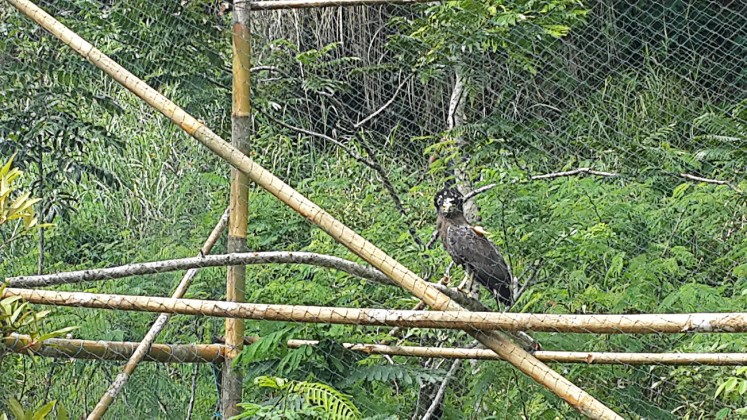 Back to speed: A crested serpent eagle perches on a branch in a rehabilitation enclosure near Mount Tumpeng in Kulonprogo regency, Yogyakarta. The protected species spent a week rehabilitating prior to its release into its natural habitat.