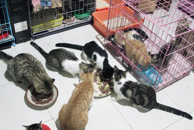 Yummy bites: Cats devour their food in a house of a SAR Kucing member.