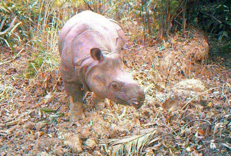 In this undated handout picture released by Ujung Kulon national park on December 30, 2011, a Javan rhino, part of a group of 35 critically endangered Javan rhinos, is seen at the Ujung Kulon national park. Hidden cameras in the jungles of Indonesia's Java island have captured images of 35 critically endangered Javan rhinos, including five calves, an official said December 30.
