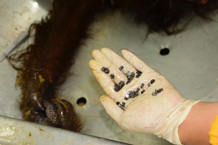 An officer shows airsoft gun pellets retrieved during the Feb. 6 autopsy of an orangutan in East Kalimantan. 
