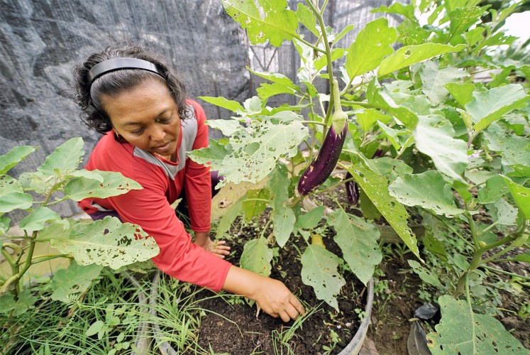 Organic vegetables: Sri Poniyem tends to eggplants in her organic garden. Her farmer group uses organic fertilizer and is experimenting with new plants such as dragon fruit on their peatland.