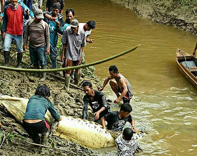 Mauled to death: Local residents prepare to cut open the stomach of a crocodile presumed to have killed a villager in Marukangan, Sandaran subdistrict, East Kutai, East Kalimantan. 