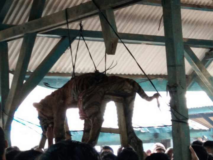 People look at a dead Sumatran tiger strung up on March 4 at the Hatupangan village hall in Mandailing Natal, North Sumatra. The local residents allegedly killed the endangered animal, even knowing its protected status, as they feared it was a.'siluman' (shapeshifter)