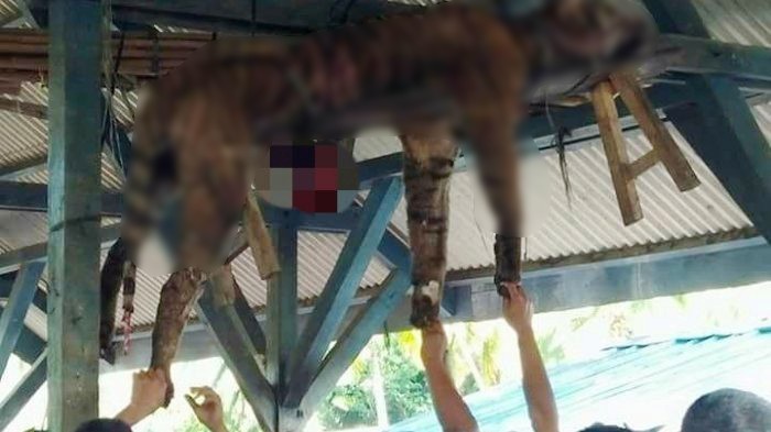 Local residents look at a dead Sumatran tiger hung in Hatupangan village, Mandailing Natal, North Sumatra, on Sunday morning. The tiger was allegedly killed by locals.