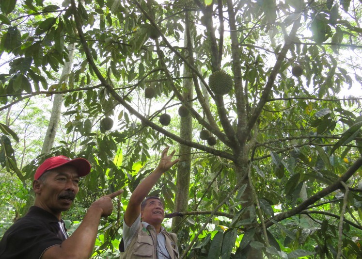 Amad (left) and Prof. Sumeru are seen standing near a kunir variety durian tree in Waturejo village, Malang regency, East Java, on Tuesday.