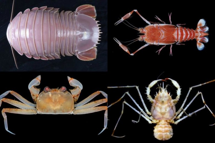 (Clockwise from top left) The giant sea cockroach, blind lobster, Saudade six-legged crab and deep sea carrier crab.