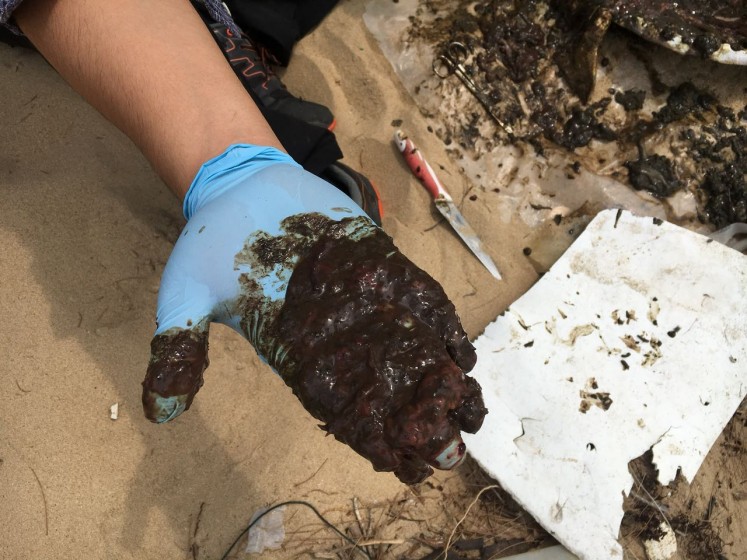 Asphalt sludge discovered inside one of several sea turtles found dead on Paloh beach in Sambas regency, West Kalimantan, on April 7.