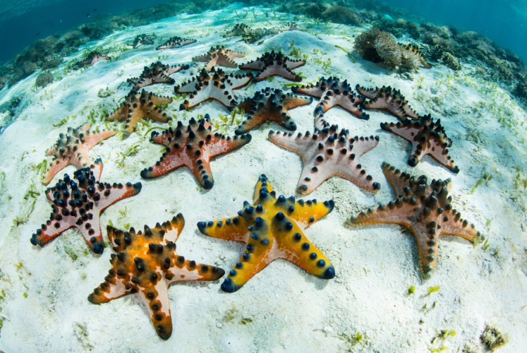 Colorful starfish live in a seagrass meadow in Komodo National Park.