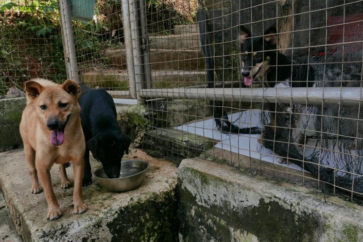 Three dogs socialize at Garda Satwa Indonesia.