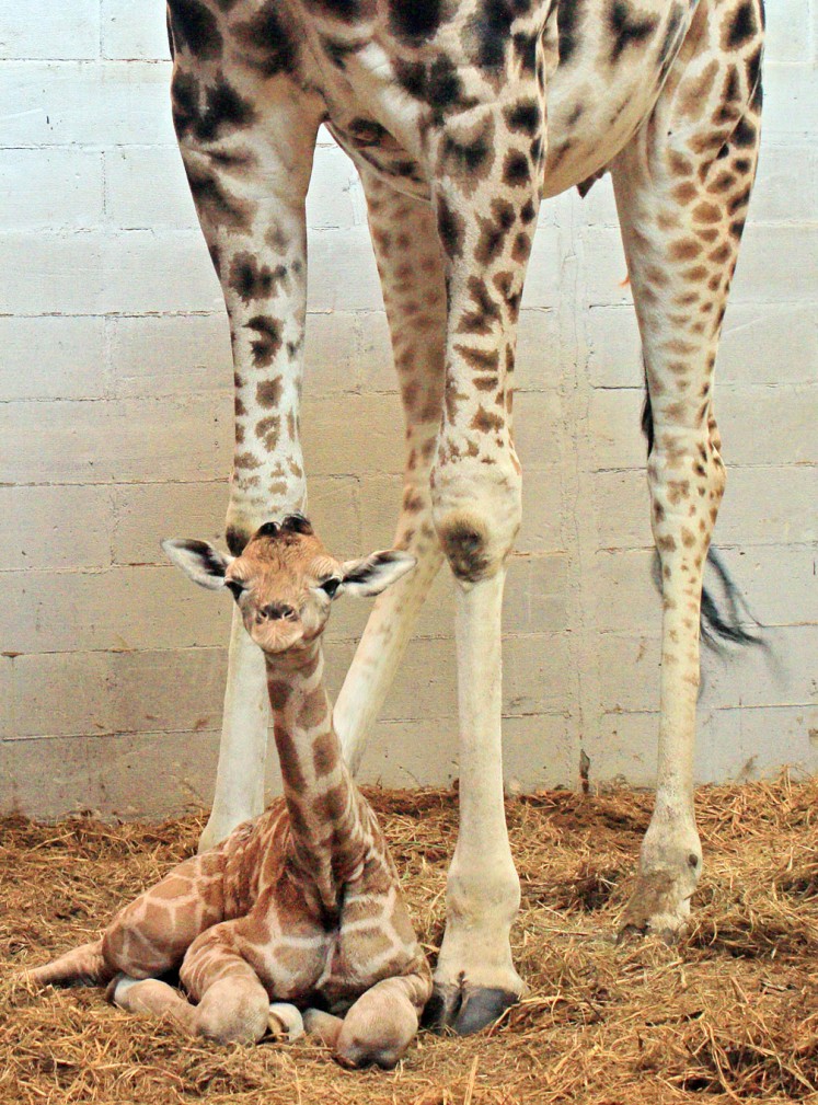 Latest addition: A baby giraffe poses at Indonesia Safari Park in Bogor, West Java. The giraffe was born in February.
