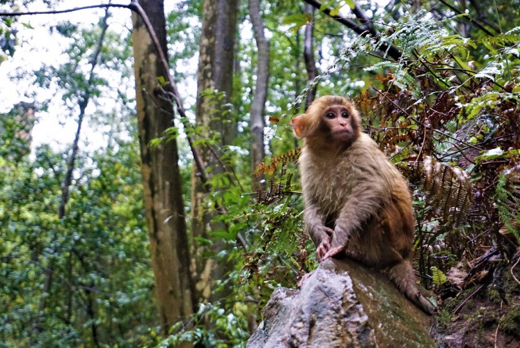 Monkeys and other animals make for interesting encounters in the Zhangjiajie National Forest Park.