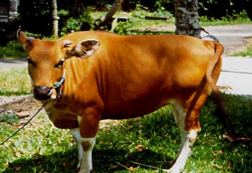 Bali cattle national asset that needs to be preserved