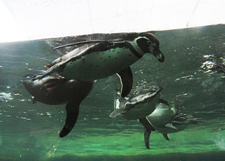 Protected species: Humboldt penguins swim in a pond at Eco Green Park in Batu, Malang, East Java, on April 25.