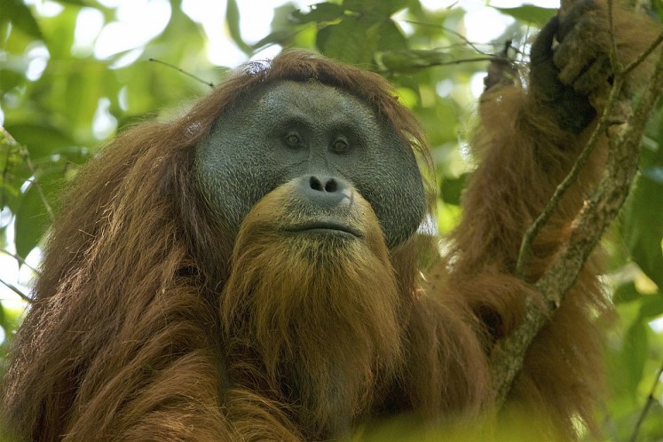 Male Tapanuli orangutan