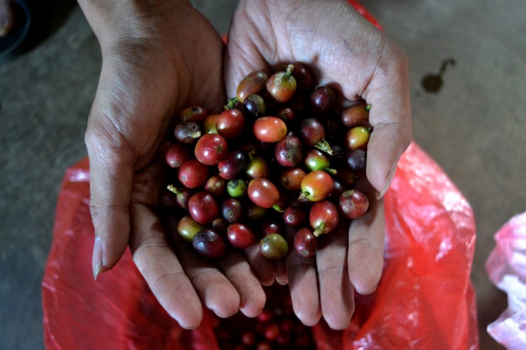It is important to harvest the coffee cherries when they turn red, before carefully sorting them and handling them with the best full-washed or natural treatment processes afterward.
