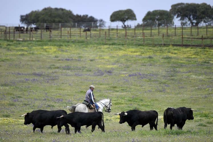 A horseman rides past some Victorino Martin 'lidia' bulls (fighting bulls) at Las Tiesas de Santa Maria ranch, near Portezuelo, on April 23, 2018. 