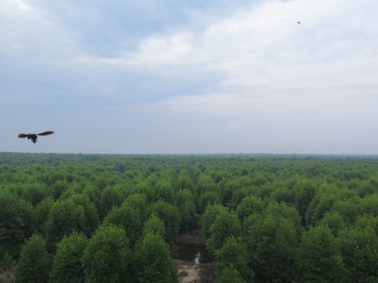 A view of the revitalized mangrove forest in Lubuk Kertang village, Langkat regency, a three-hour drive north from North Sumatra’s capital Medan. In 2010, locals started a rehabilitation project to bring back the mangrove forest, which was converted into an illegal oil palm plantation in 2006.