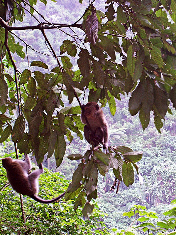 Canopy kings: Macaques hang out on a tree in Telaga Warna in Puncak, Bogor, West Java. 