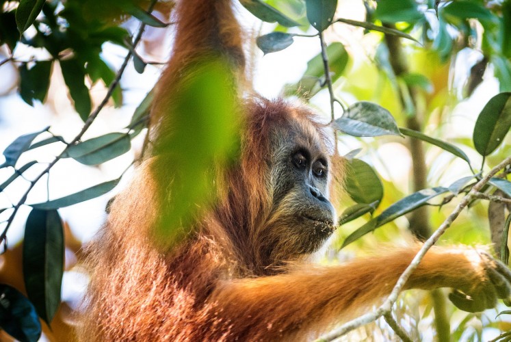 An adult female Tapanuli orangutan named Beta.