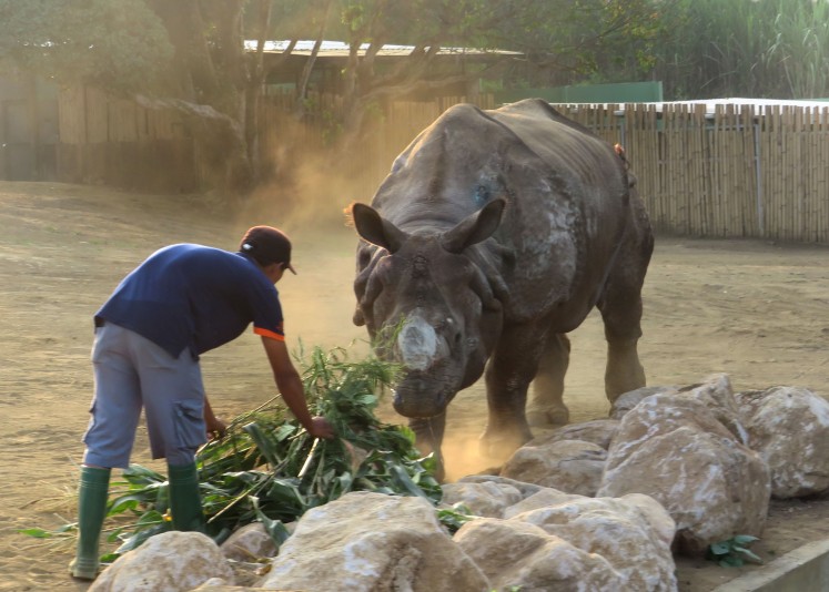 Indian rhino