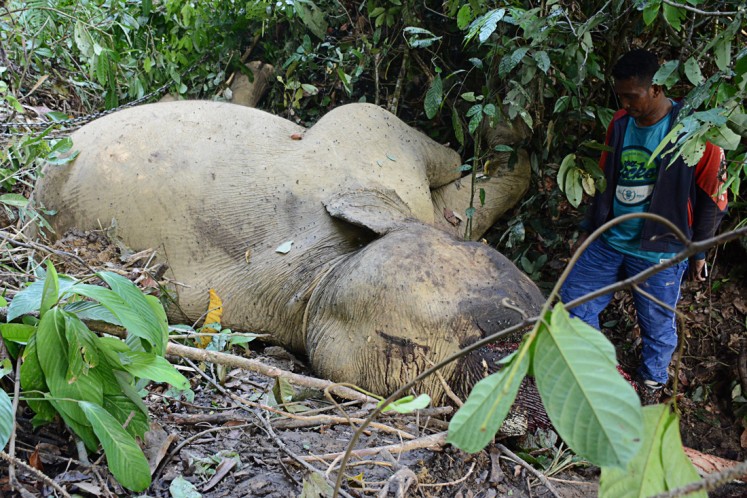 A villager looks at the body of Bunta, a tame male elephant of the Serbajadi Conservation Response Unit (CRU) that was killed on June 10 in Bunin village, Serbajadi district, East Aceh. Bunta was the lead 