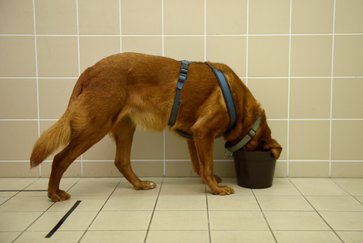 Bucka, the 11 year-old overweight mongrel dog eats during a test trying to find the reasons for obesity at the Ethology Department of the ELTE University in Budapest.
