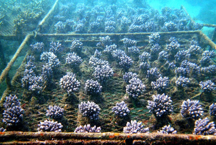 Underwater jungle: Cultured corals in Serangan, Bali, which are exported for the global trade of marine aquariums.