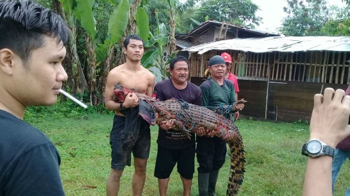 Residents of Ciputat in South Tangerang, Banten, display on June 8 a crocodile they caught in a nearby river and later killed for its meat. The crocodile's owner reportedly said that the pet had escaped its cage after plans to transfer it to an animal park had failed.