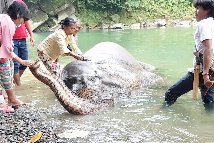 Me time: A lady scrubs an elephant while another feeds it sugar cane.