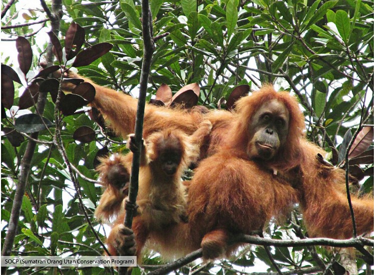 Rare sighting: Twin babies of the critically endangered Tapanuli orangutan species hang onto their mother in a tree in Batang Toru forest, North Sumatra. According to the Sumatran Orangutan Conservation Program (SOCP), twin births generally happen in captivity and rarely in the wild. 