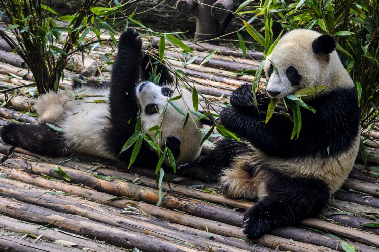 Pandas at the Chengdu Research Base of Giant Panda Breeding.