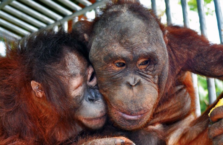 Two of BOSF's special orangutans, Shelton and Kopral, cannot be released back into the wild due to their inabilities but have loved and supported each other throughout their rehabilitation program. 