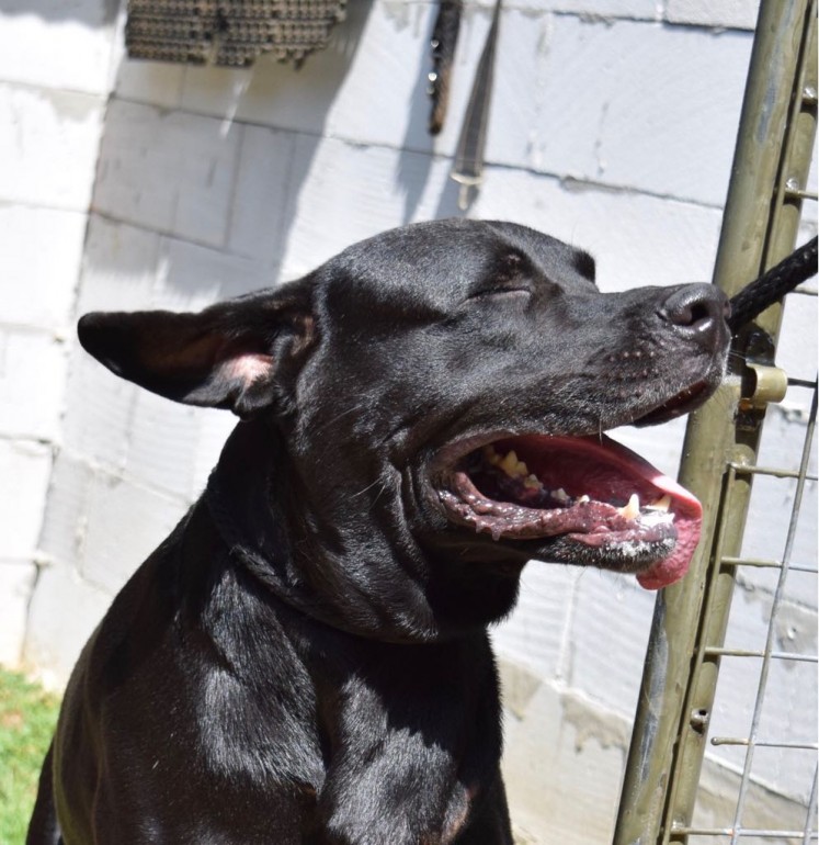 Wesley was found with his chain sinking into his skin after being chained for three years. His full recovery was a miracle to behold. 