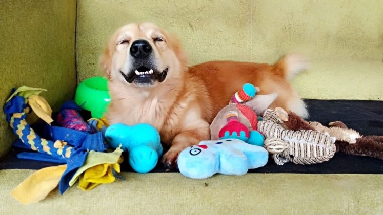 A golden retriever in JAAN's care smiles as it lays down with plushies.