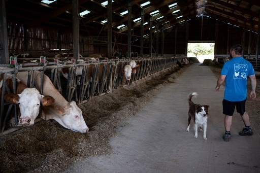 A farmer with his dog looks at his cows sheltered from the heat in the cowshed, on August 6, 2018 in Mitschdorf, eastern France, as a heatwave sweeps across Europe. 
