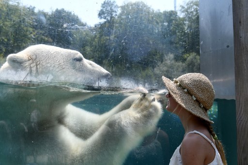 A woman looks through the glass of the enclosure of a Polar bear as he cools off in the water at the zoo in Mulhouse on August 3, 2018, as parts of Europe continue to swelter in an ongoing heatwave. 

