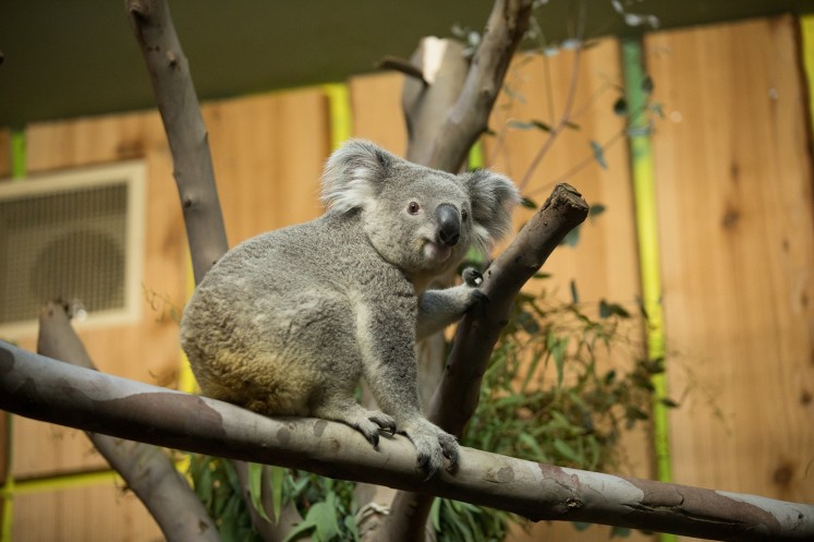 A handout picture released by the Royal Zoological Society of Scotland (RZSS) on August 10, 2018 shows Tanami, a 19-month-old Queensland koala in her enclosure at Edinburgh Zoo on August 9, 2018 after flying to Scotland from Dusseldorf.