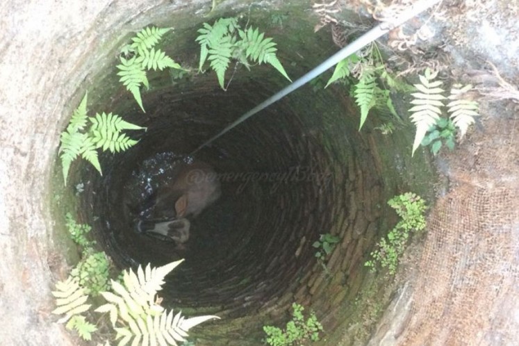 The cow became trapped at the bottom of the 20 meter deep, 1 meter wide well.