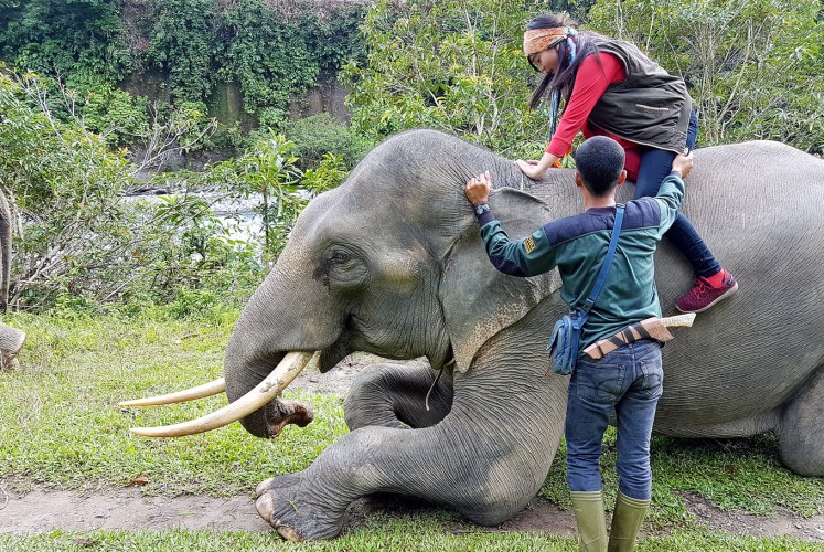 Hop on: A tourist is assisted by a mahout to climb atop an elephant.