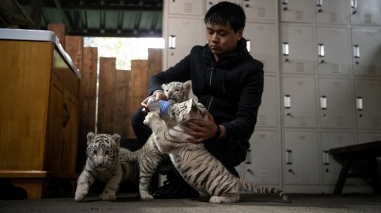 Chinese zookeeper feeds newborn white bengal tiger cubs in Yunnan Wildlife Zoo in Kunming, Southern China on October 12, 2018. 