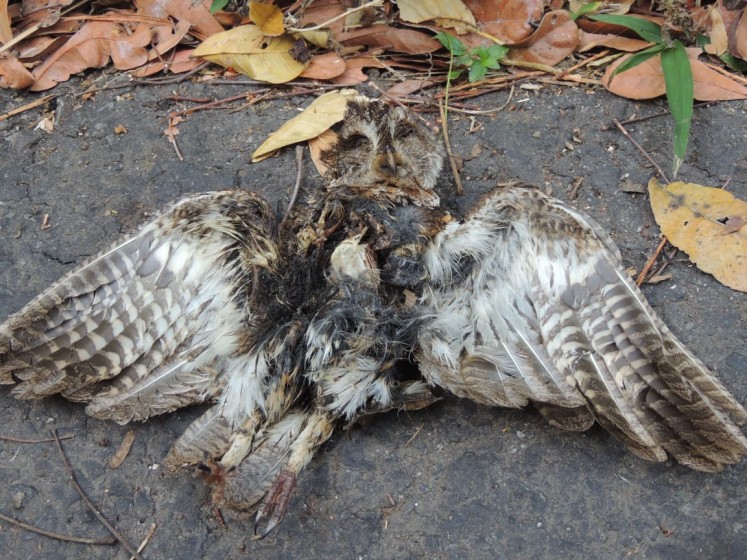 An owl found dead in Poco Ndeki forest, Kota Komba district, East Manggarai regency, Flores, East Nusa Tenggara, on Oct. 14. It was allegedly shot by illegal hunters.