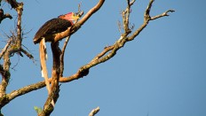 Helmeted hornbill critically endangered due to over hunting